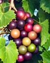 Butterfields Candy - 3oz Muscadine Buds